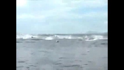 Виждалисте толкова делфини на веднъж