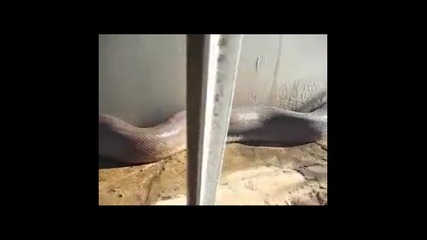 Анаконда Изяжда Оператор!