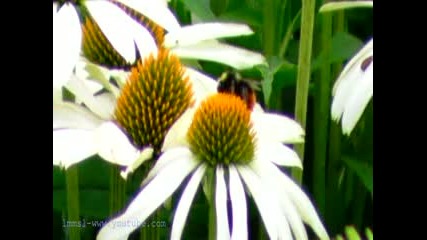 Феерия ~ Beautiful Flowers For You 