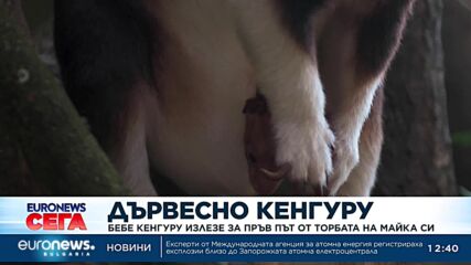 Застрашен вид дървесно кенгуру се появи на бял свят в британски зоопарк