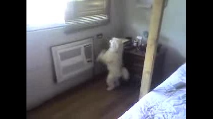 Танцуващо Куче 