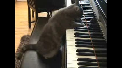 Котка Свири На Пиано Много Добре