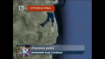 Отровна риба[btv Новините] Морски дракон плаши туристите, 01.08.2010