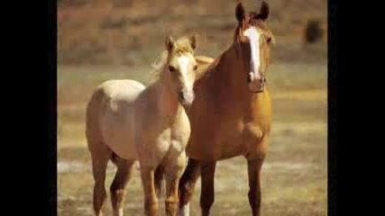 The Byrds - Chestnut Mare 
