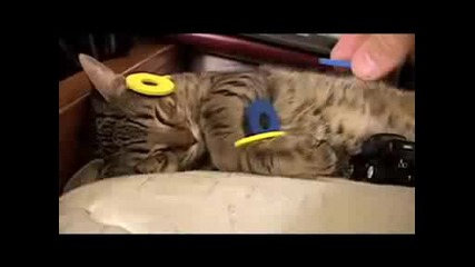 Mean Kitty - Sweet Dreams