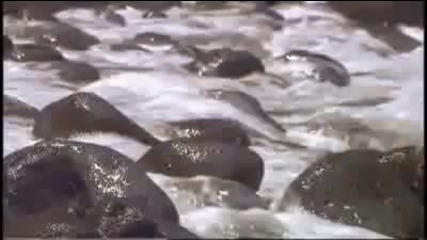 National Geographic Amazing Planet 