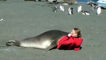 How to cuddle with an elephant seal 