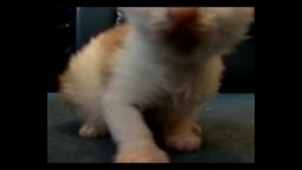 Много сладко котенце