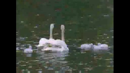 National Geographic - Tundra Swan Migration