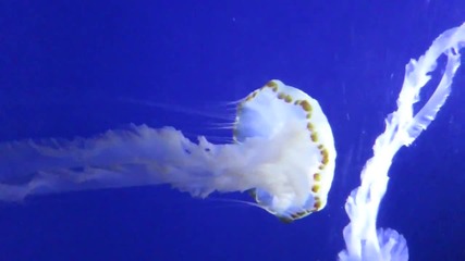 Грациозни морски медузи в Хонг Конг Ocean Park " Aqua City "
