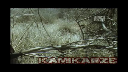 Top 10 Odd Animal Couples: Скъпа любов 
