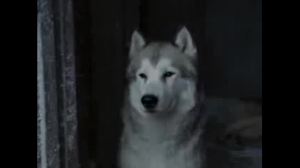 Вот что значит настоящая любовь