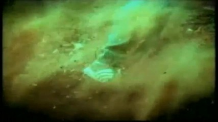 The Flys - Got You ( Where I Want You)