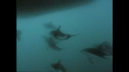 Requiem for Dolphin