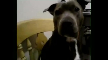 my blue pitbull just chillin! 