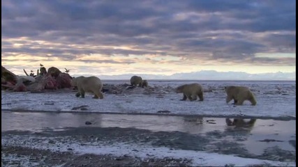Животът на полярните мечки 