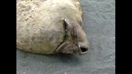 Хъркащо тюленче