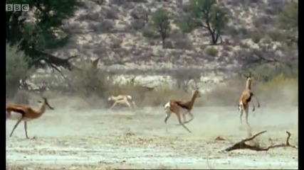 Cheetah семейство срещу дребна южноафриканска газела - Дива Африка 