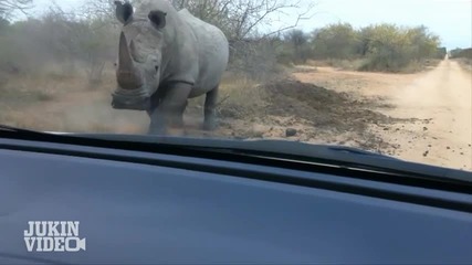 Носорог напада кола - Национален парк Крюгер