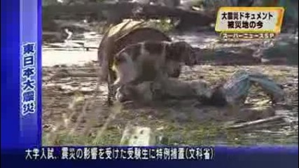 Японско Куче отказва да напусне пострадалия си приятел 