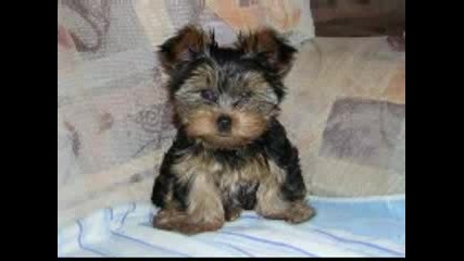 Yorkie