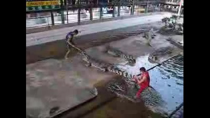 Крокодил атака 
