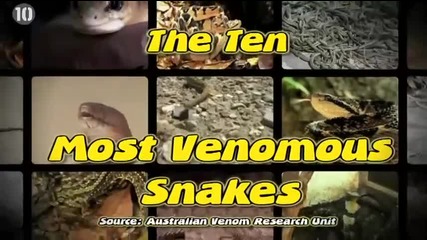 Топ 10 най-отровните змии