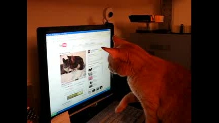 Котка Гледа В Интернет 
