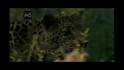 Ловът на леопардите / Leopard hunting 