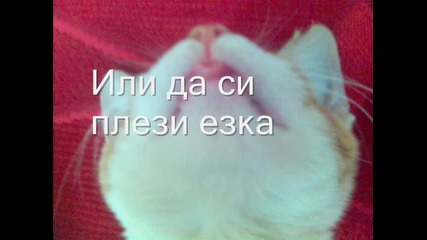 Sladko Kotence :*