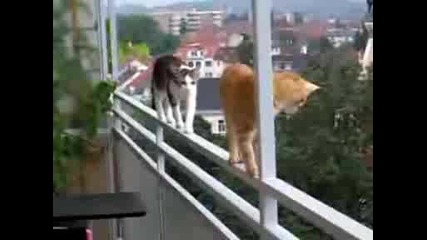 Много Луди Котки