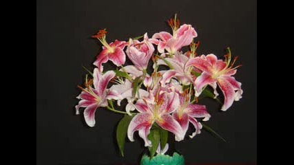 Time Lapse Blooming of Stargazer Lilies 