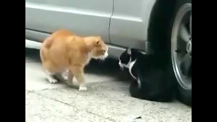 Любовна Свада на две котки (смях) 