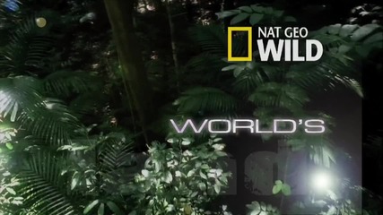 World's Weirdest - Pangolin