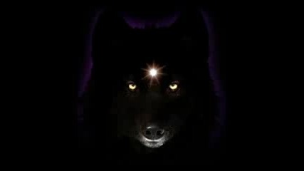 Wolf The Best Animal.flv