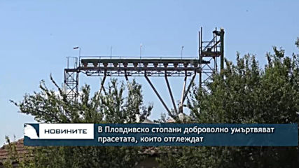 В Пловдивско стопани доброволно умъртвяват прасетата, които отглеждат