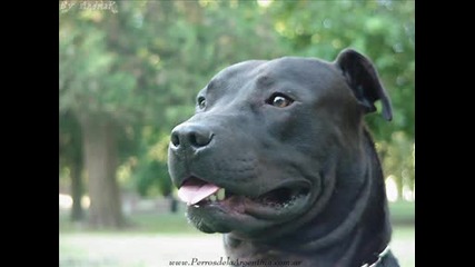 Dogs
