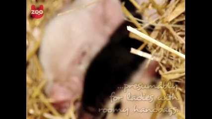 Mini Pigs 