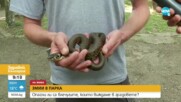 Опасни ли са змиите, които виждаме в парковете в градовете?