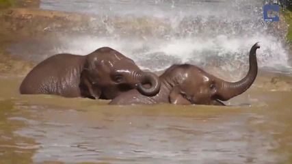 Слончета се разхлаждат във водата