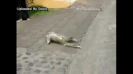 Човек помага на ленивец да прекоси улицата