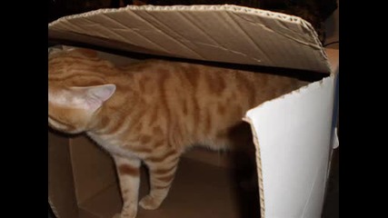 Моето Коте Съни