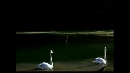 Константин Никольский - Птицы белые мои (бг)