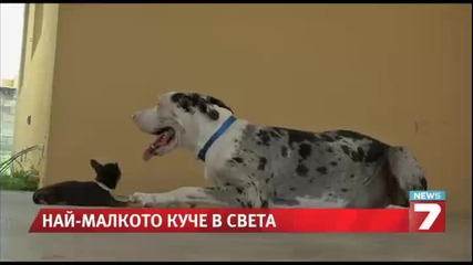 Най-малкото куче в света - Мили от Пуерто Рико
