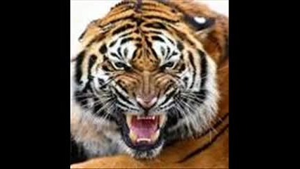 Crew 7 - Eye Of The Tiger (a1 Sunset Crew Remix)