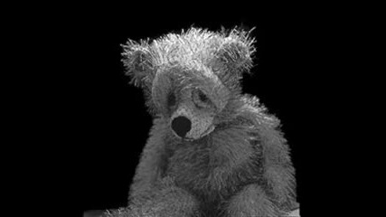 The bear
