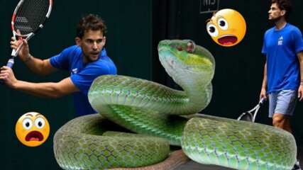 Най-отровната змия на света се появи и прекъсна тенис мач! 😲🎾