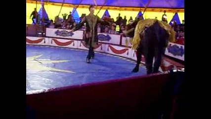 Нора - Африкански воден бивол - единственият български дресиран бивол