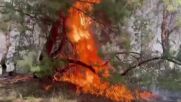 Казахстан се бори с огромен горски пожар, наложена е евакуация