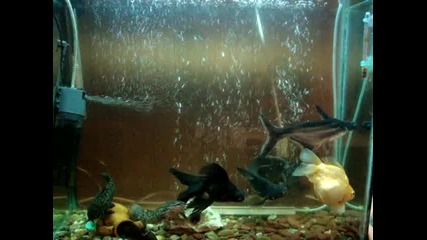 Moia akvarium